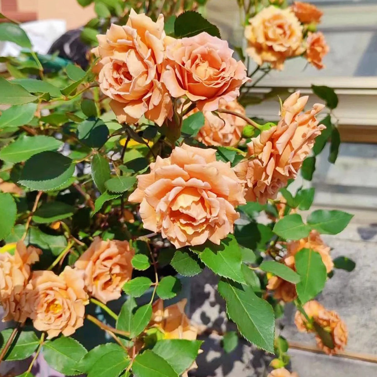 Pretty Dress Florist Shrub Rose