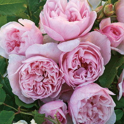 Pretty Yuto Japanese Florist Shrub Rose