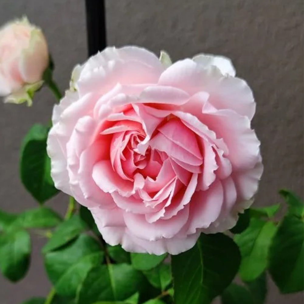 Pretty Yuto Japanese Florist Shrub Rose