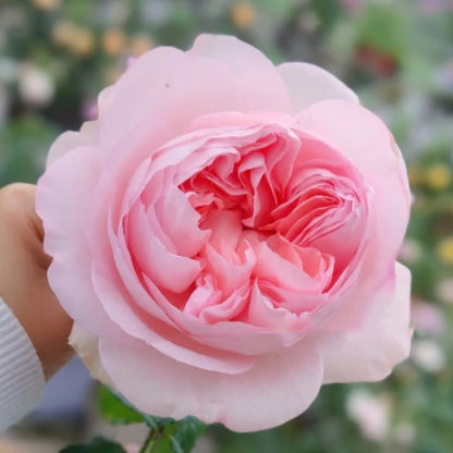 Pretty Yuto Japanese Florist Shrub Rose