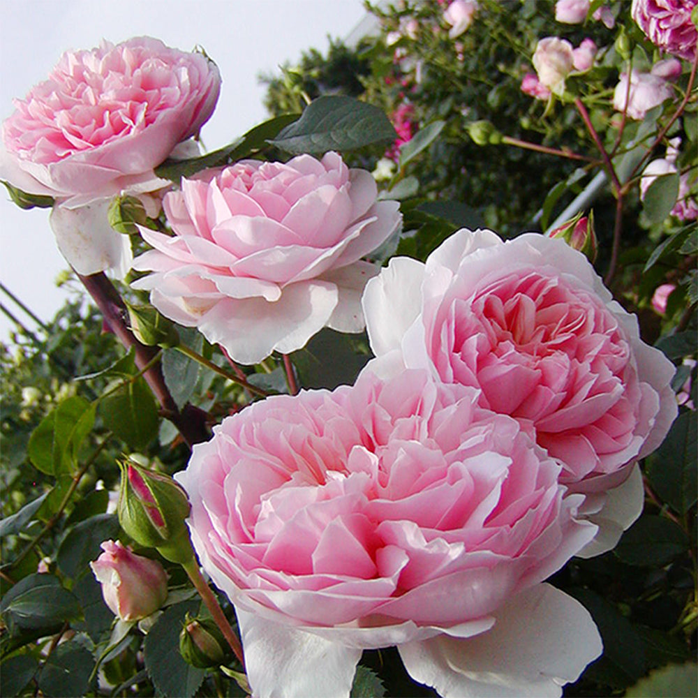 Pretty Yuto Japanese Florist Shrub Rose