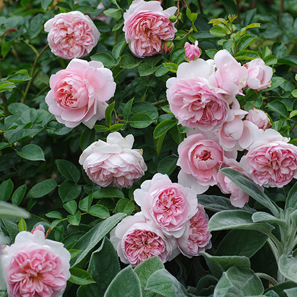 Pretty Yuto Japanese Florist Shrub Rose