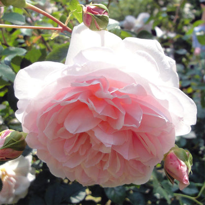 Pretty Yuto Japanese Florist Shrub Rose