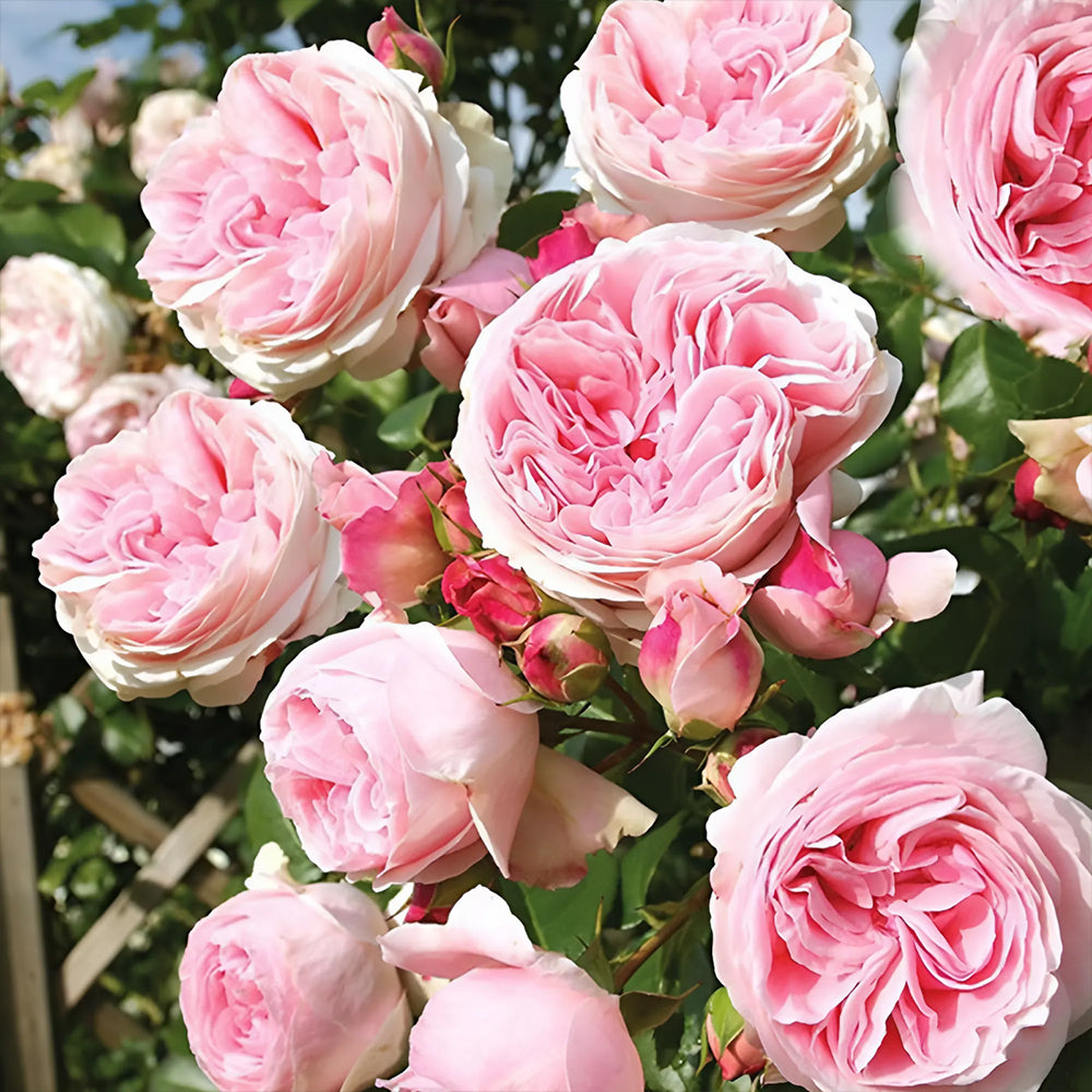 Pretty Yuto Japanese Florist Shrub Rose