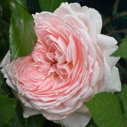 Pretty Yuto Japanese Florist Shrub Rose