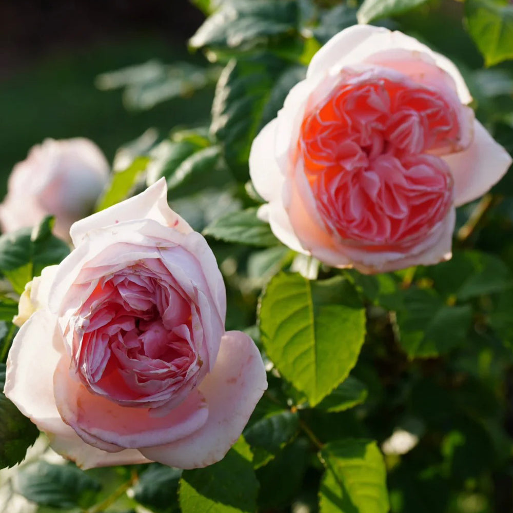 Pretty Yuto Japanese Florist Shrub Rose