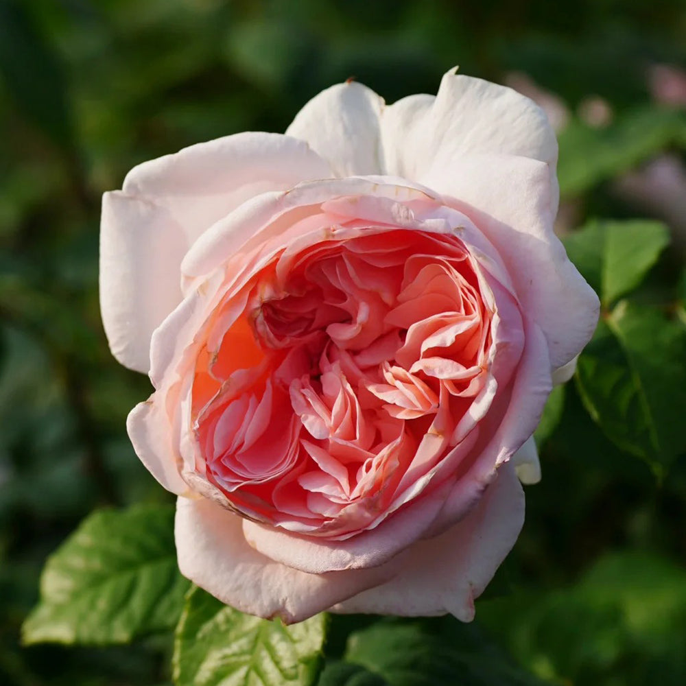 Pretty Yuto Japanese Florist Shrub Rose