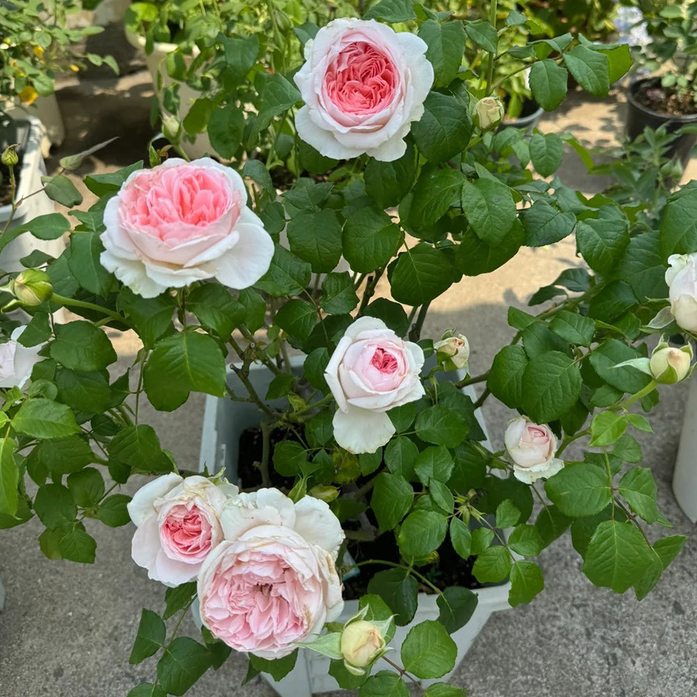 Pretty Yuto Japanese Florist Shrub Rose