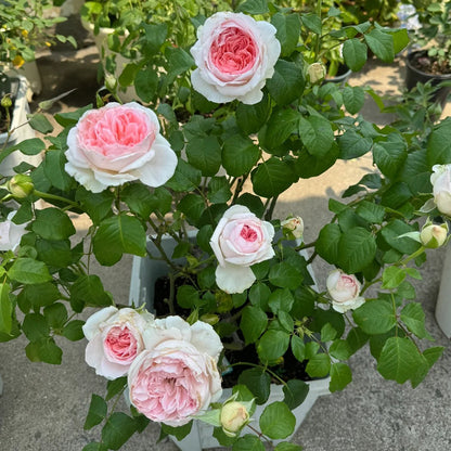 Pretty Yuto Japanese Florist Shrub Rose