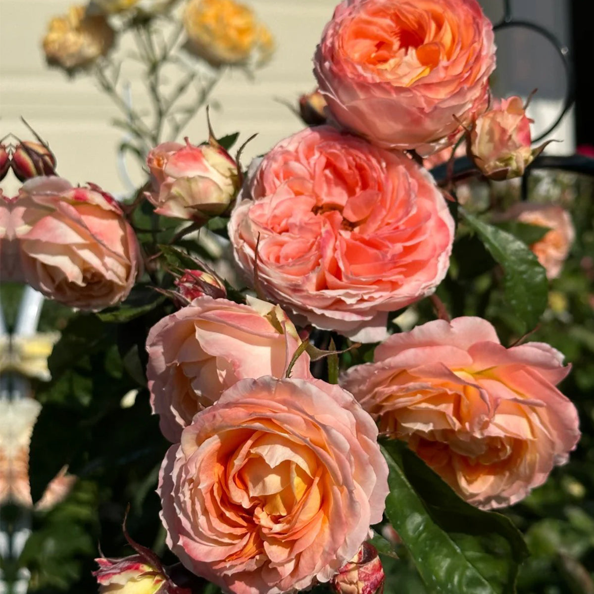 ａｉｋｏ - Rose Stone Set - Princess Aiko Japanese Garden Shrub Rose – Highgarden Roses