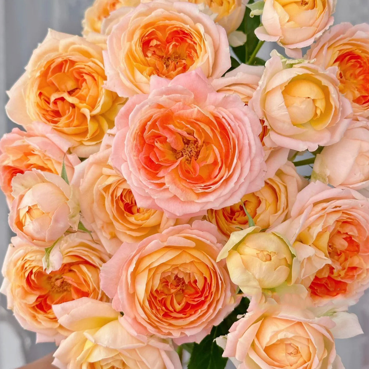 ａｉｋｏ - Rose Stone Set - Princess Aiko Japanese Garden Shrub Rose – Highgarden Roses
