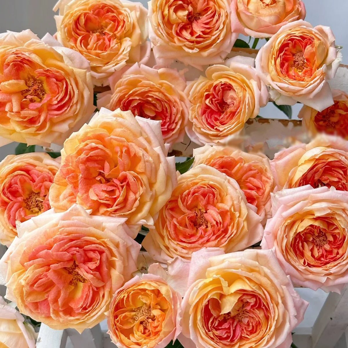 Japanese Tea Roses Princess Aiko Japanese Garden Shrub Rose – Highgarden Roses