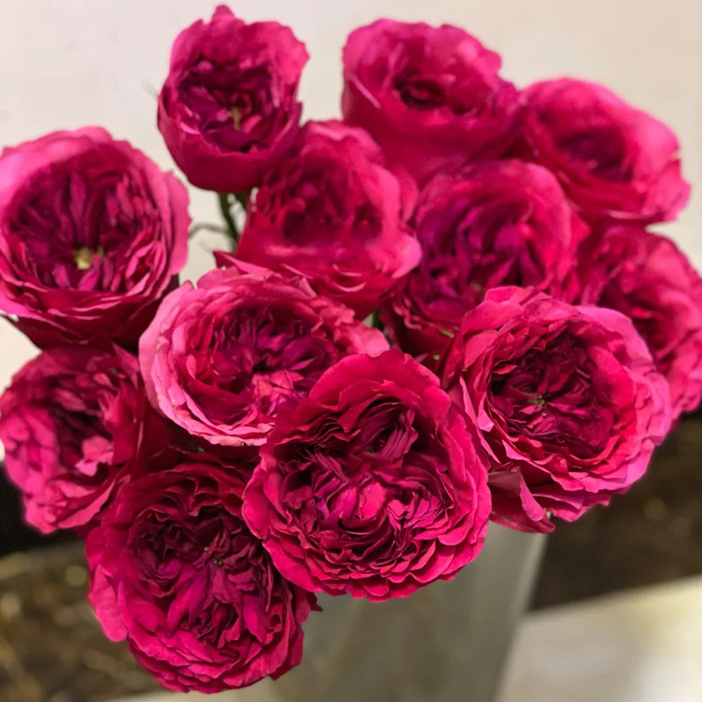 Princess Kishi Japanese Florist Shrub Rose – Highgarden Roses