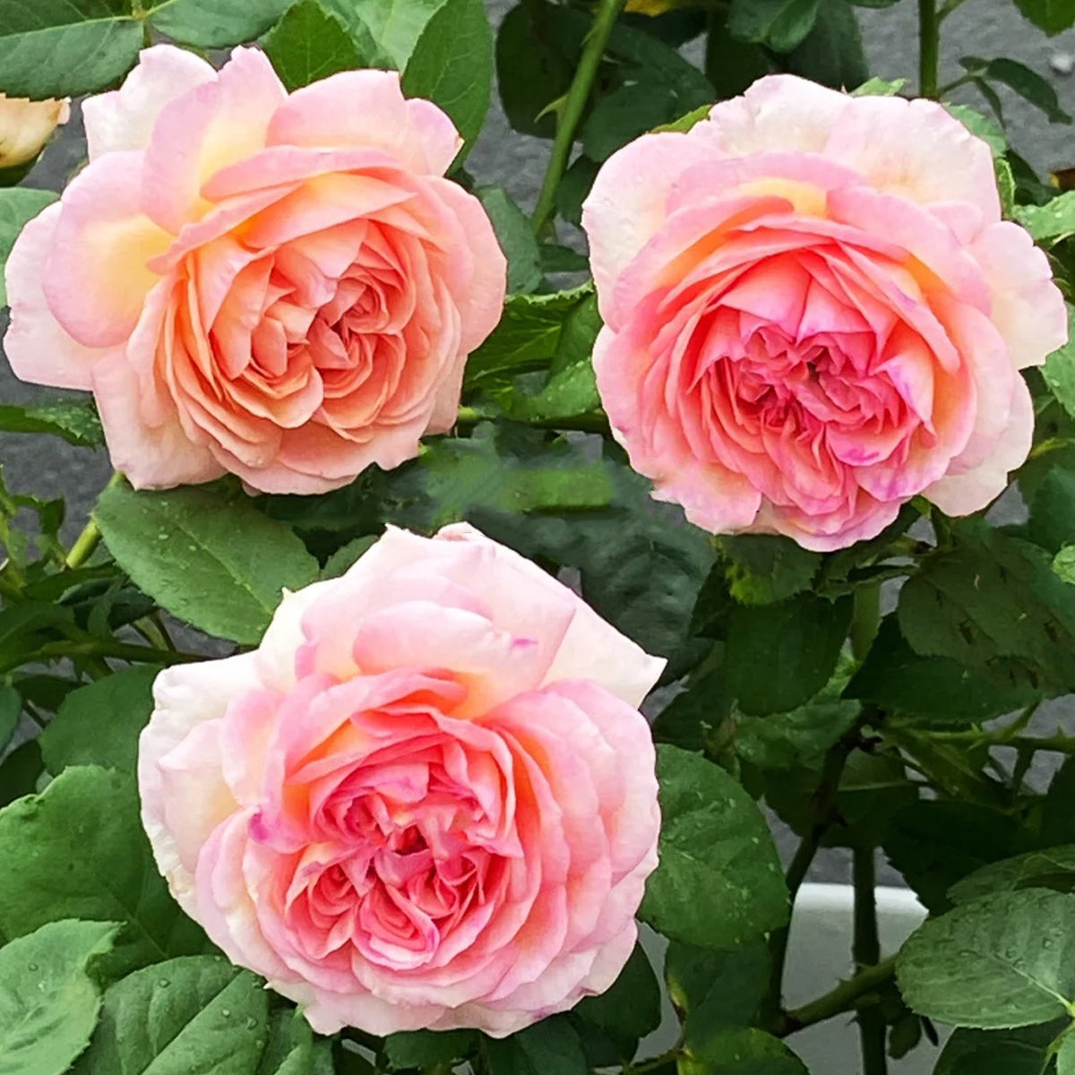 バラ　大苗　断捨離　Princess Sakura Princess Sakura Japanese Garden Shrub Rose – Highgarden Roses