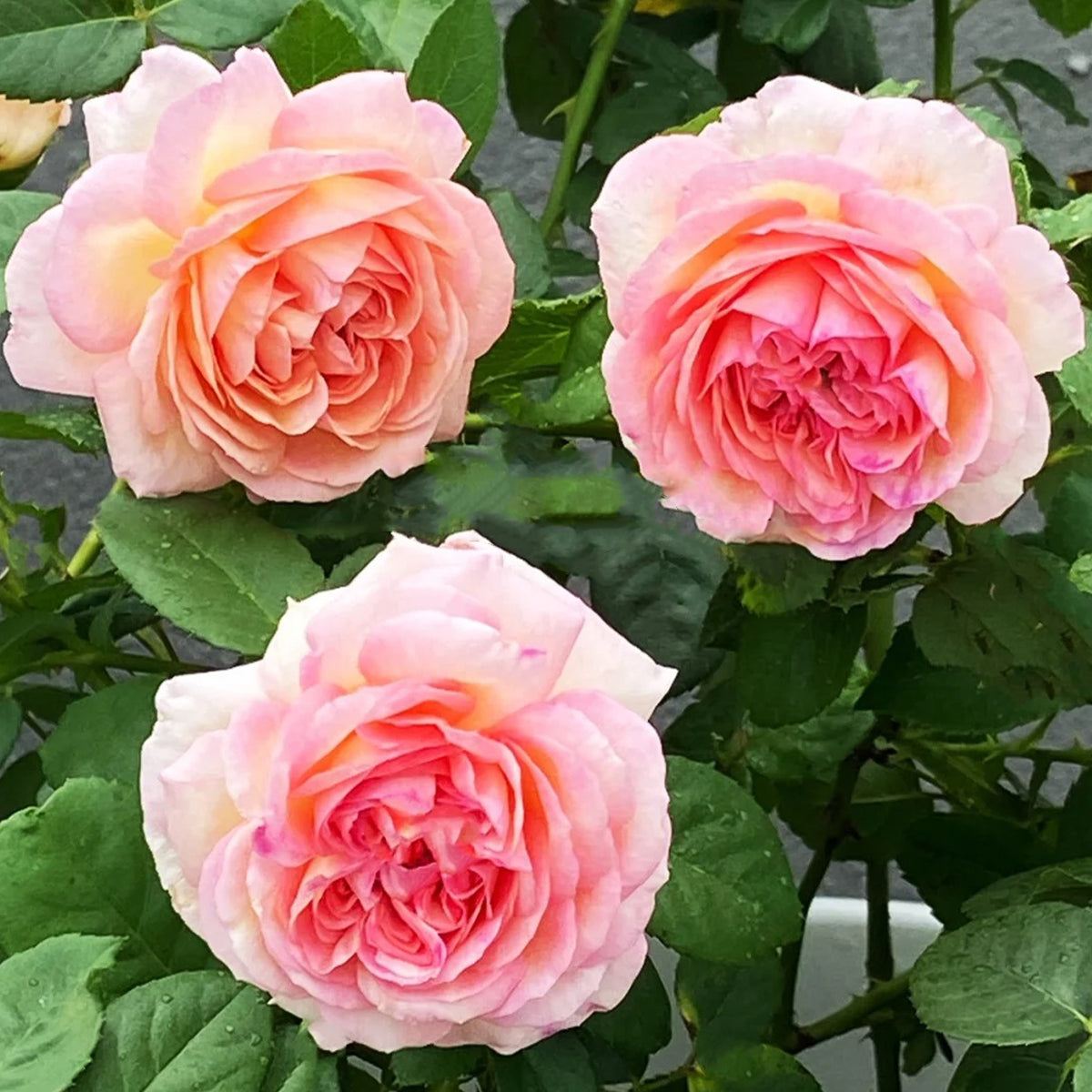 Princess Sakura Japanese Garden Shrub Rose