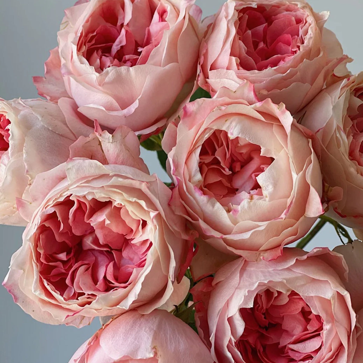 Princess Sakura Japanese Garden Shrub Rose – Highgarden Roses