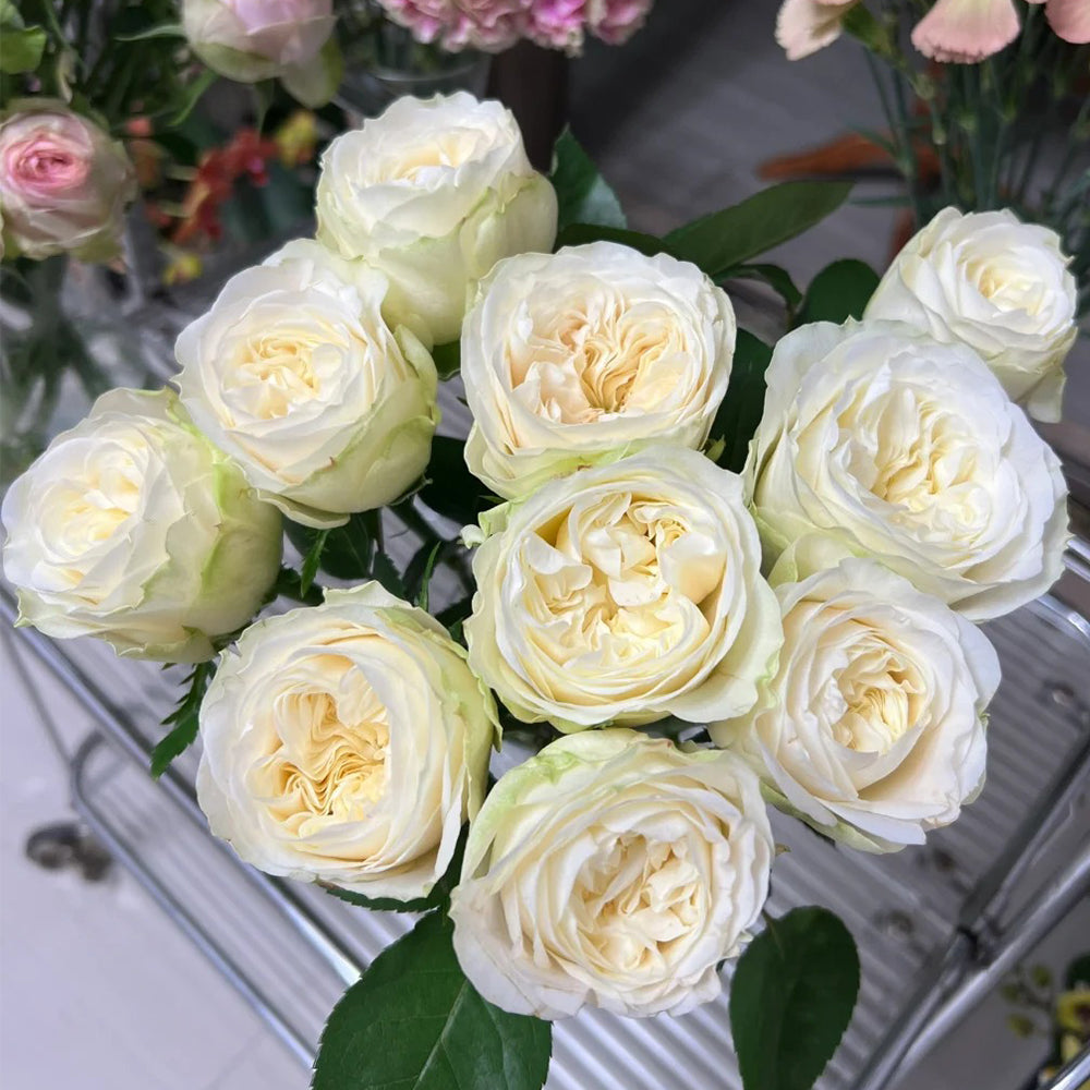 Priscilla German Florist Shrub Rose – Highgarden Roses