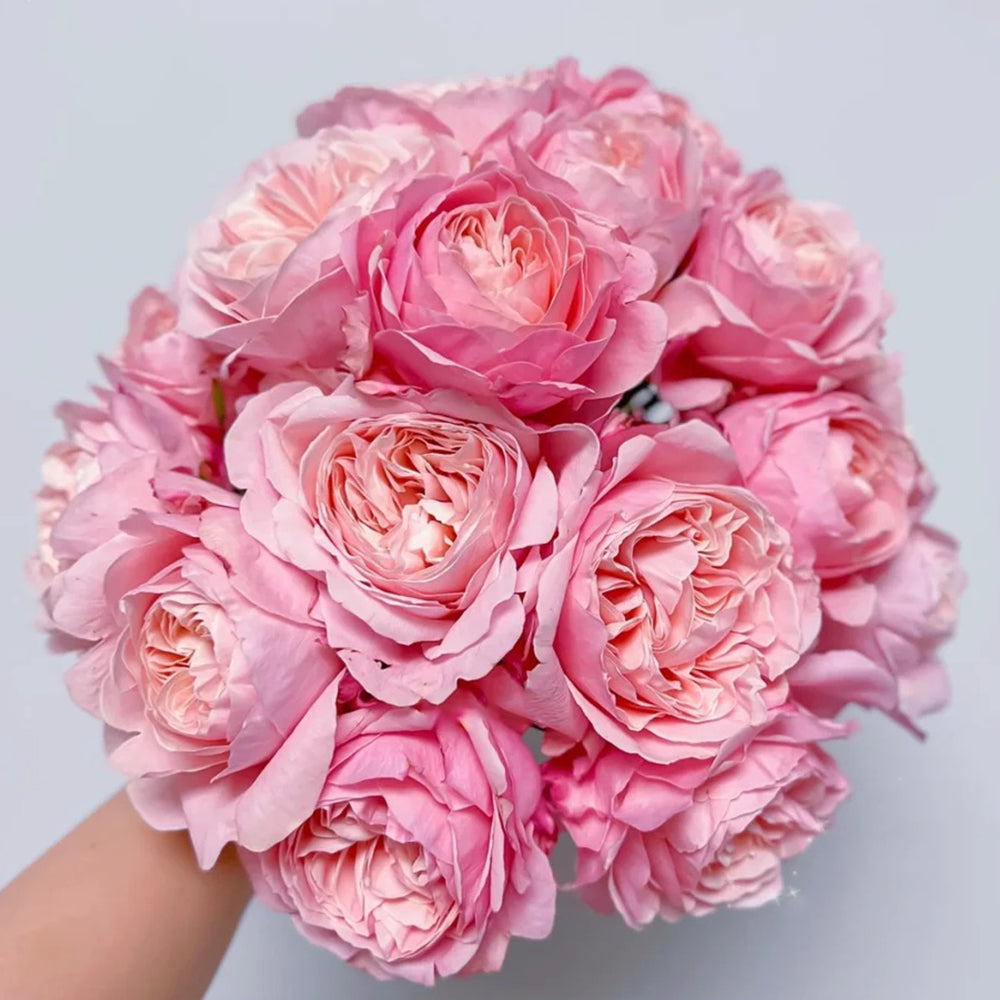 Puff Manor Florist Shrub Rose