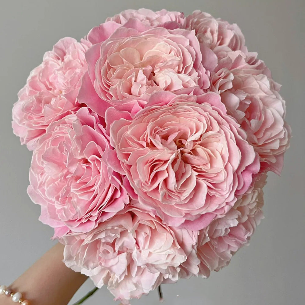 Puff Manor Florist Shrub Rose