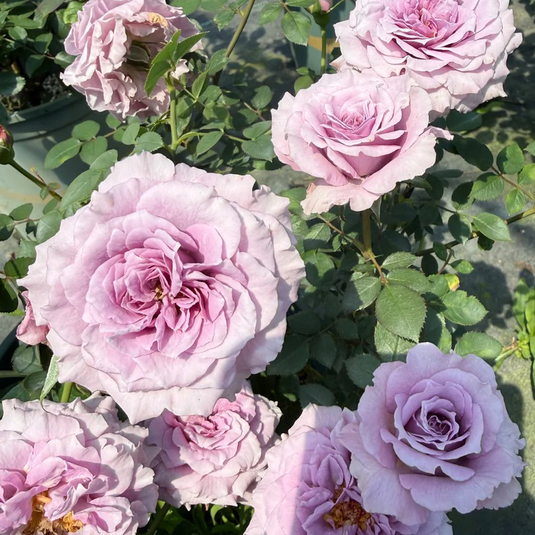 Purple Dream Japanese Florist Shrub Rose