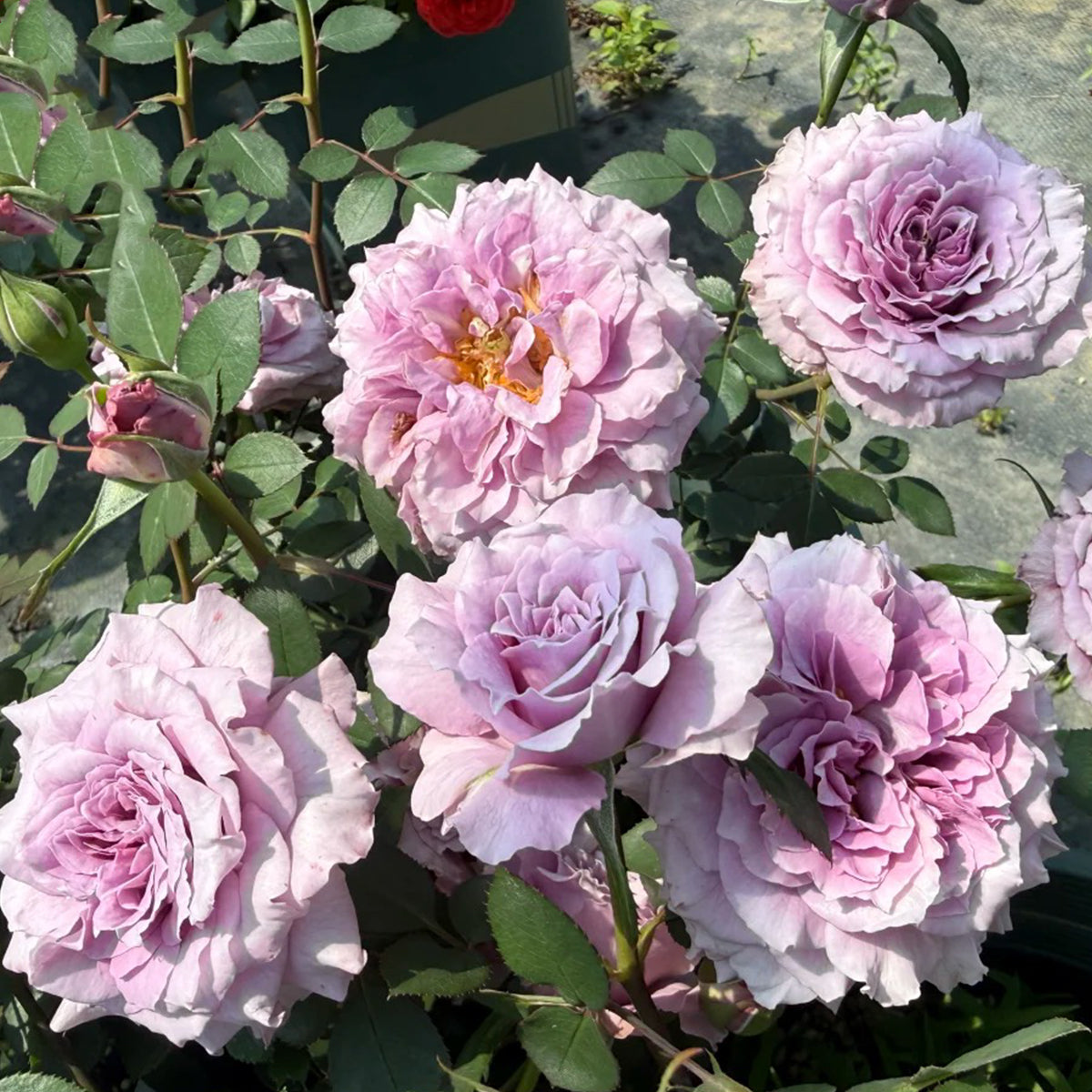 Purple Dream Japanese Florist Shrub Rose