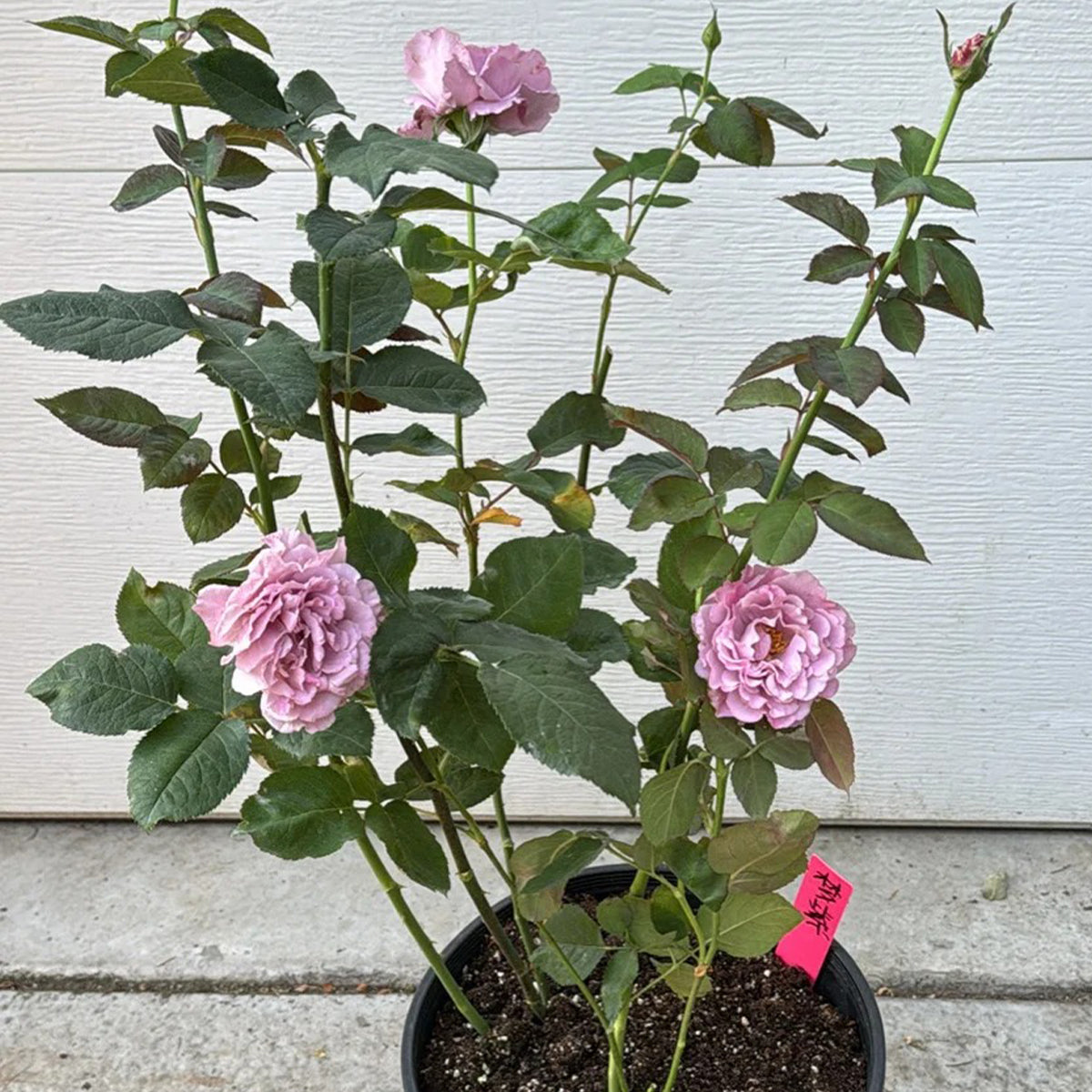Purple Dream Japanese Florist Shrub Rose