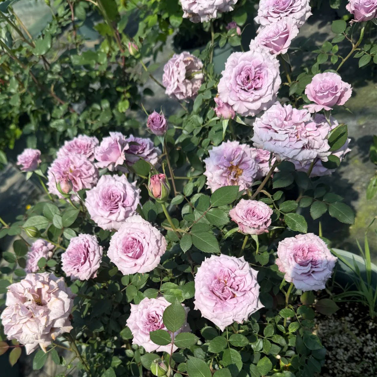 Purple Dream Japanese Florist Shrub Rose