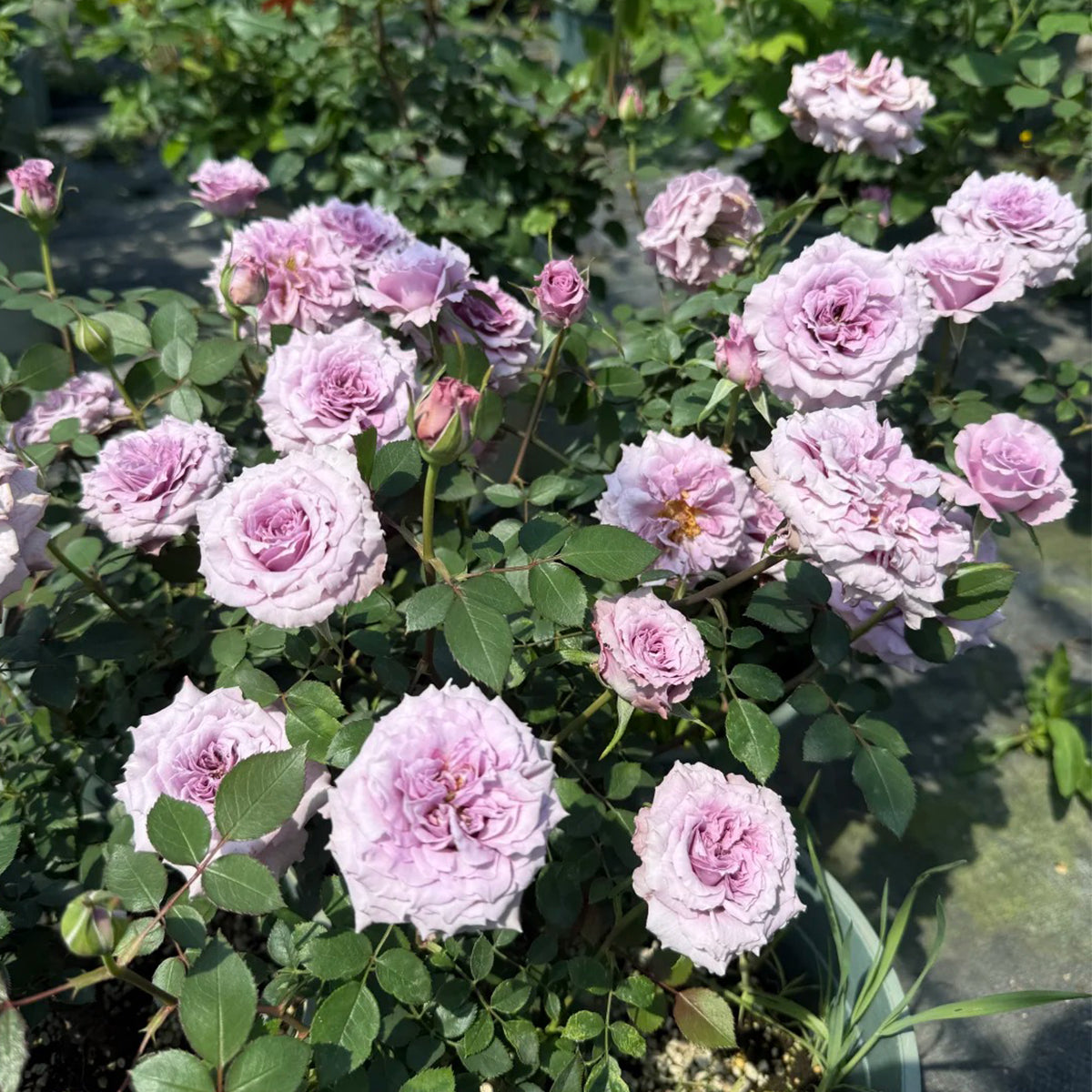 Purple Dream Japanese Florist Shrub Rose