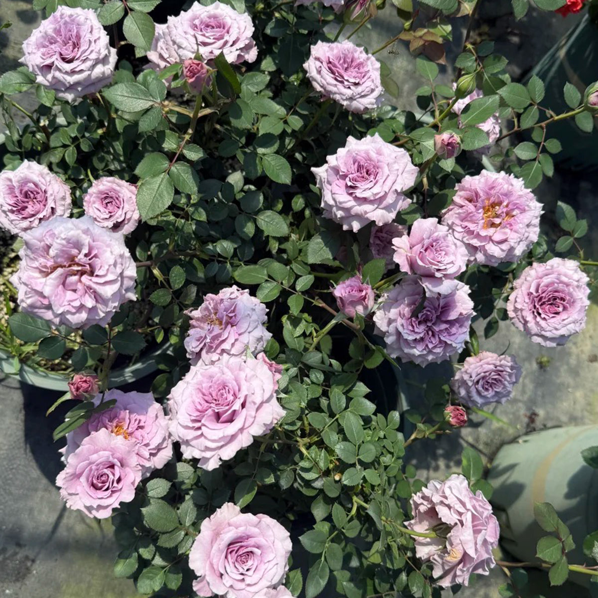 Purple Dream Japanese Florist Shrub Rose