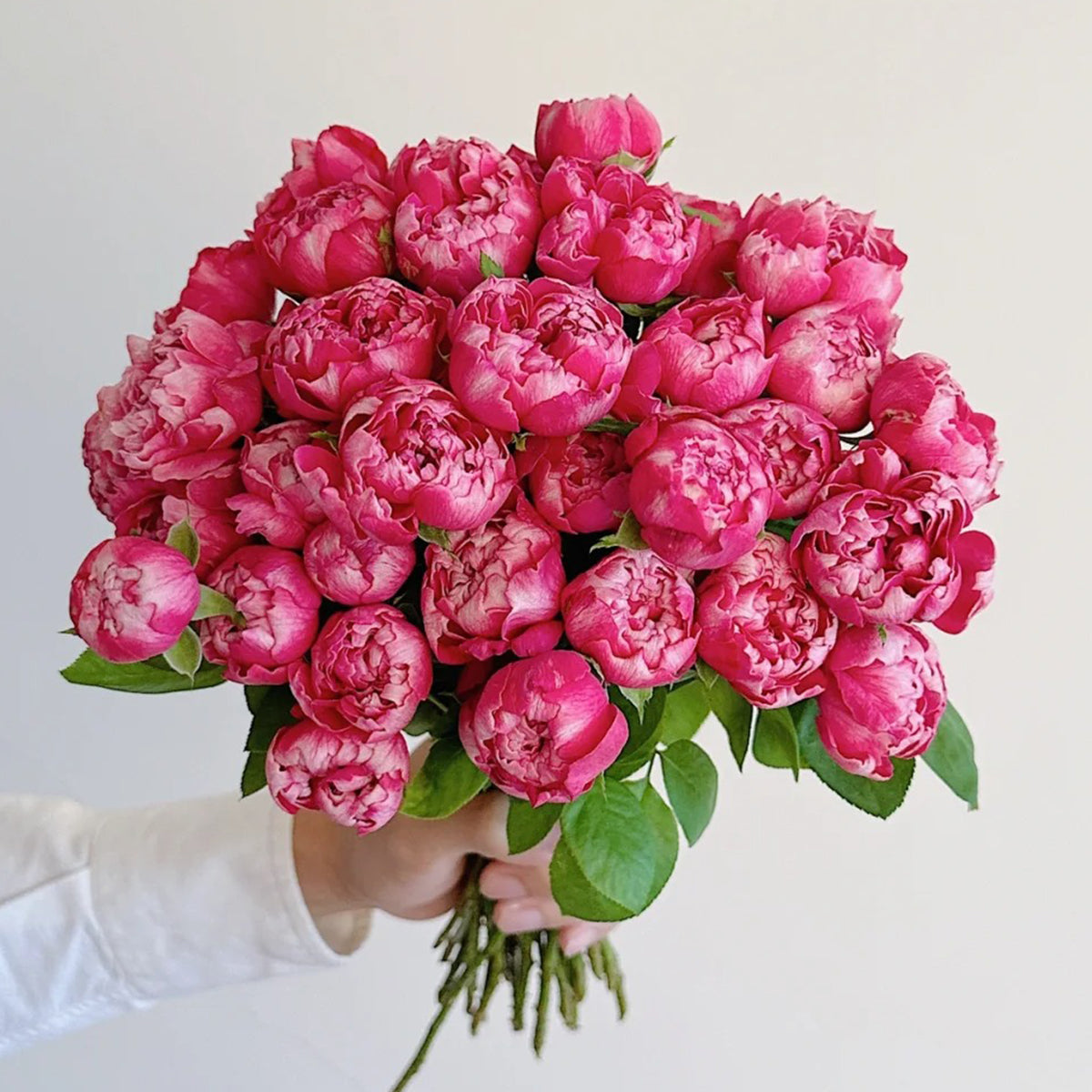 Purple Mist Chinese Florist Shrub Rose – Highgarden Roses