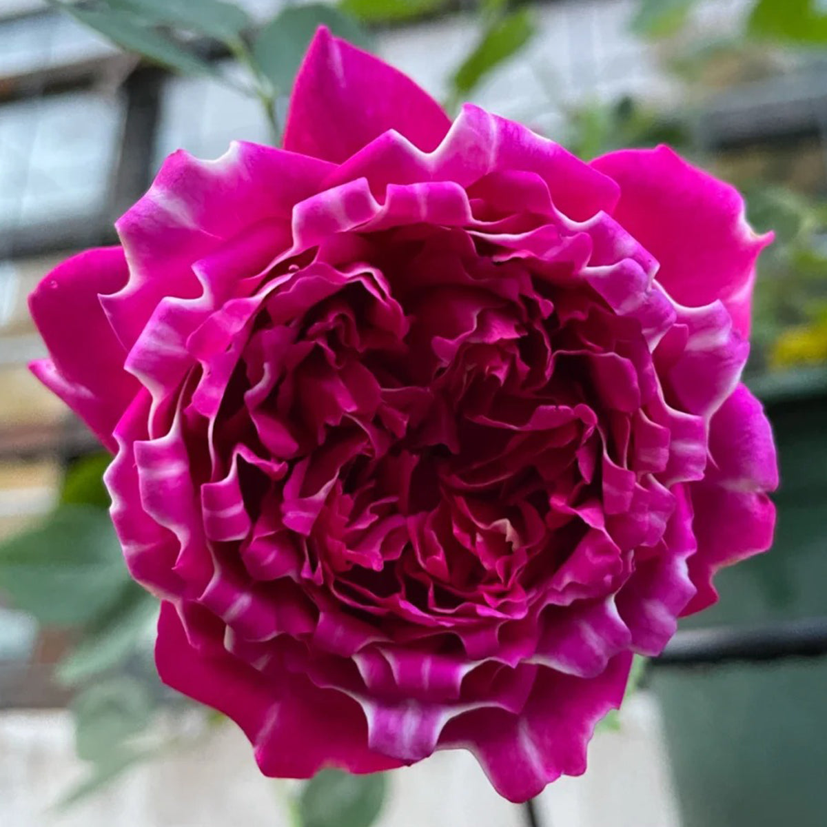 Purple Mist Chinese Florist Shrub Rose – Highgarden Roses