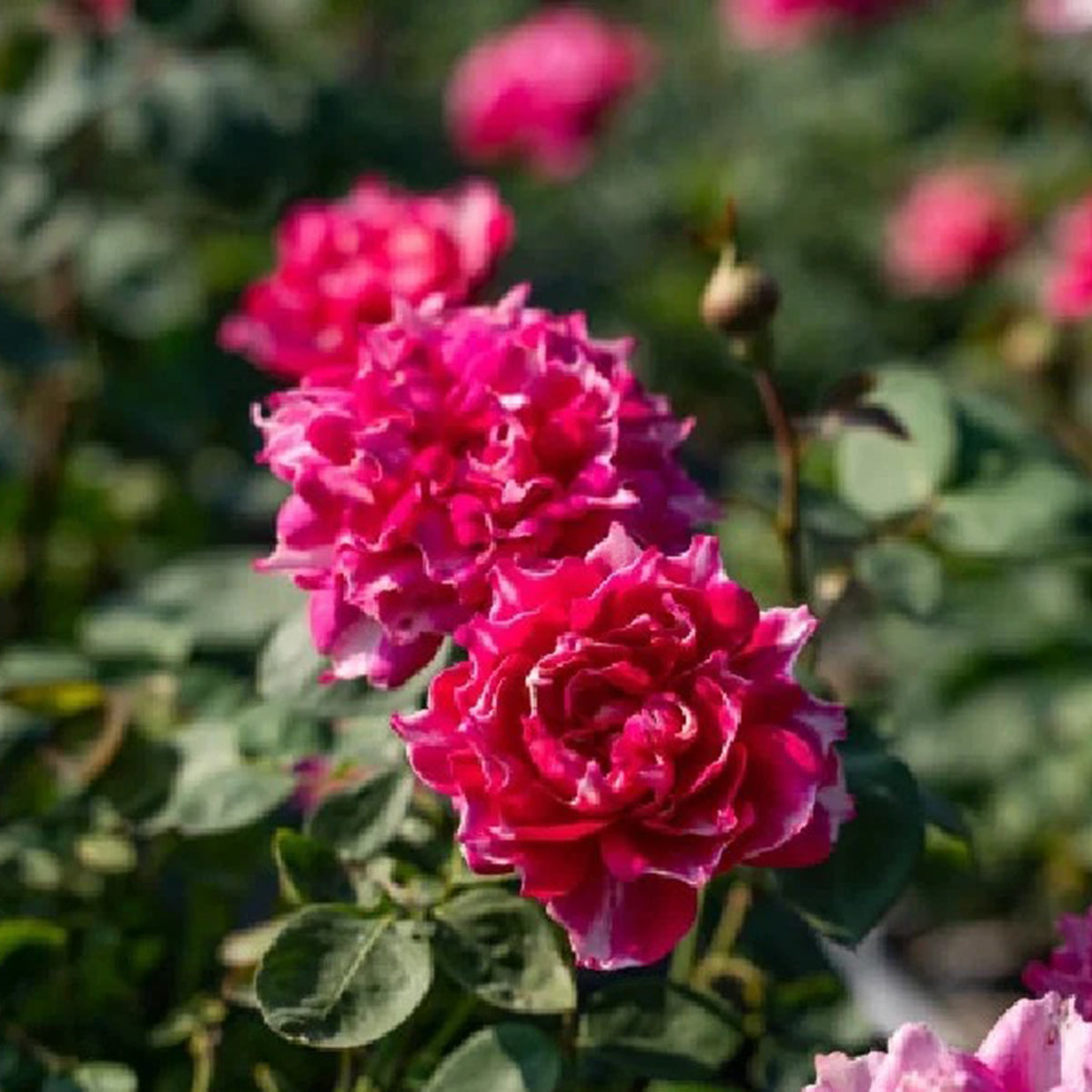 Purple Mist Chinese Florist Shrub Rose – Highgarden Roses