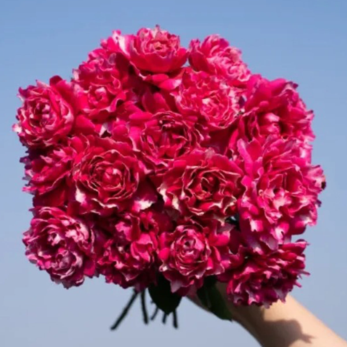 Purple Mist Chinese Florist Shrub Rose – Highgarden Roses