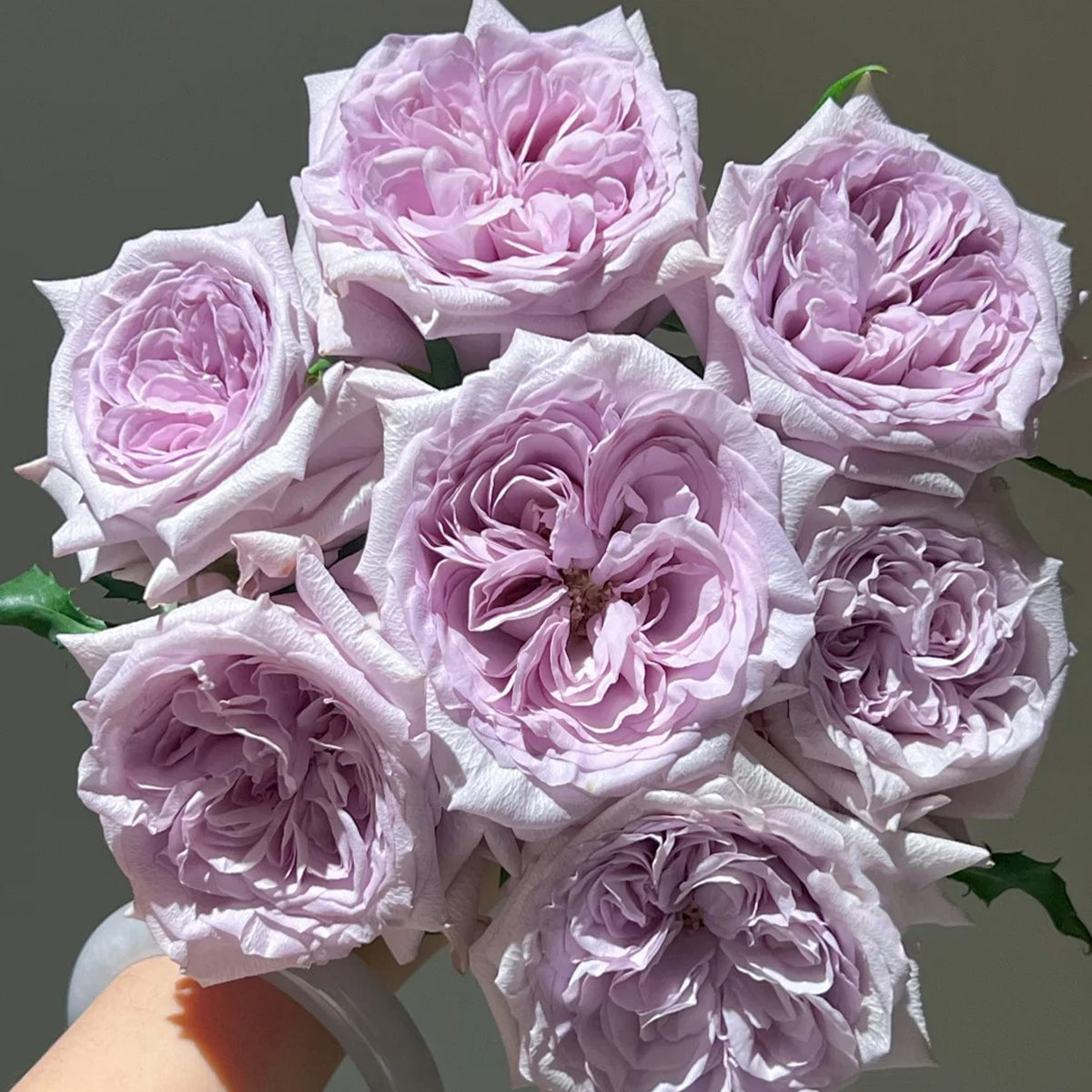 Purple O&