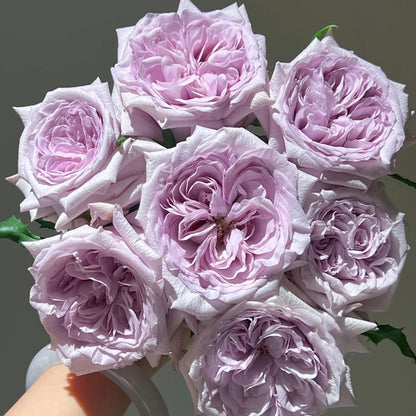 Purple O&