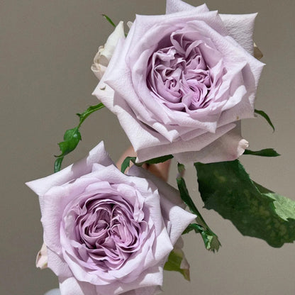 Purple O&