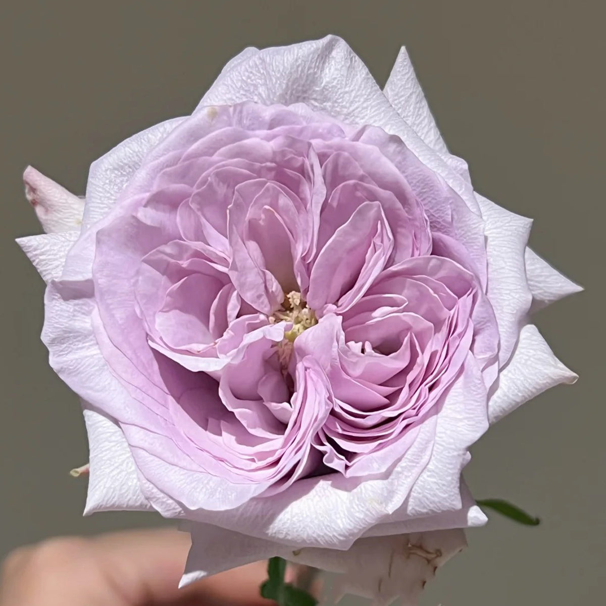 Purple O&