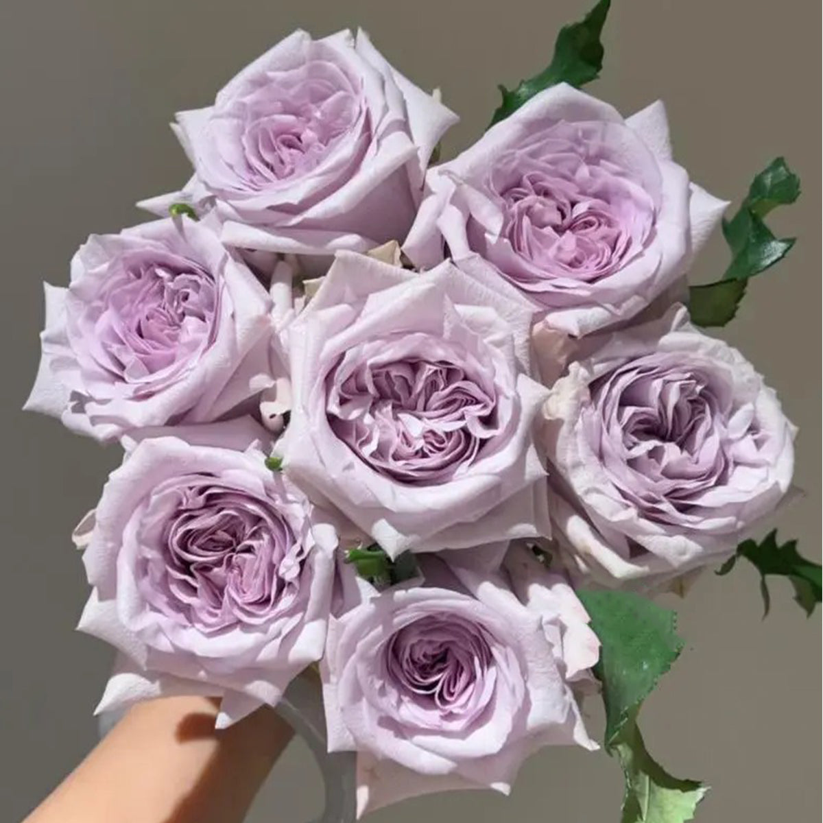Purple O&