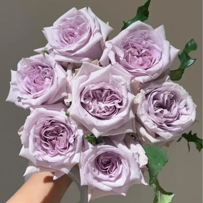 Purple O&