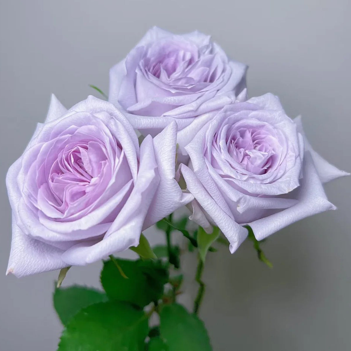 Purple O&