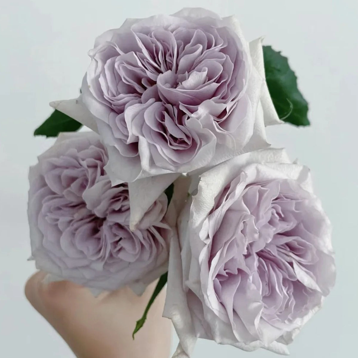 Purple O'hara Florist Shrub Rose Bush For Sale – Highgarden Roses