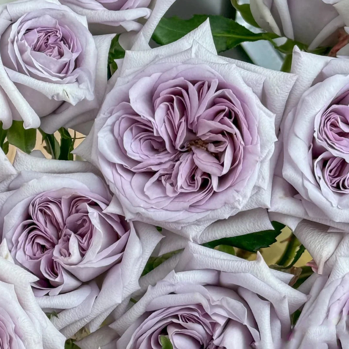 Purple O'hara Florist Shrub Rose Bush For Sale – Highgarden Roses