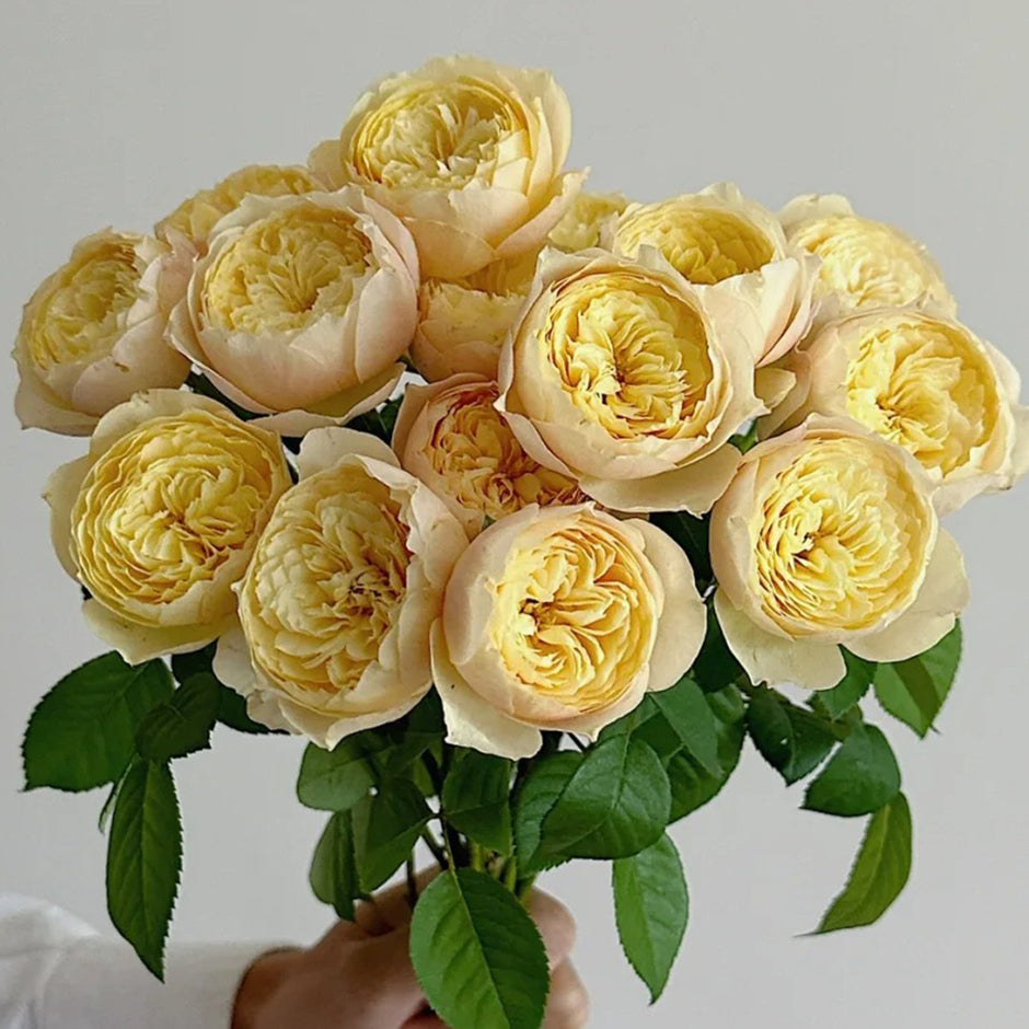 Premium Chinese Rose Bushes | Garden & Florist Rose Bushes for Sale ...