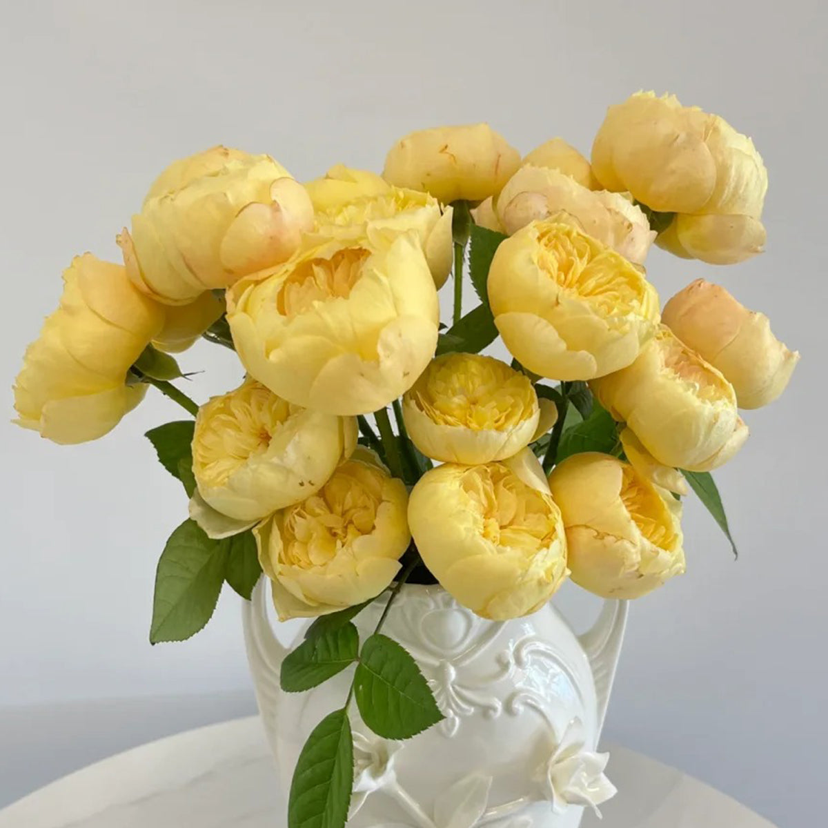 Premium Chinese Rose Bushes | Garden & Florist Rose Bushes for