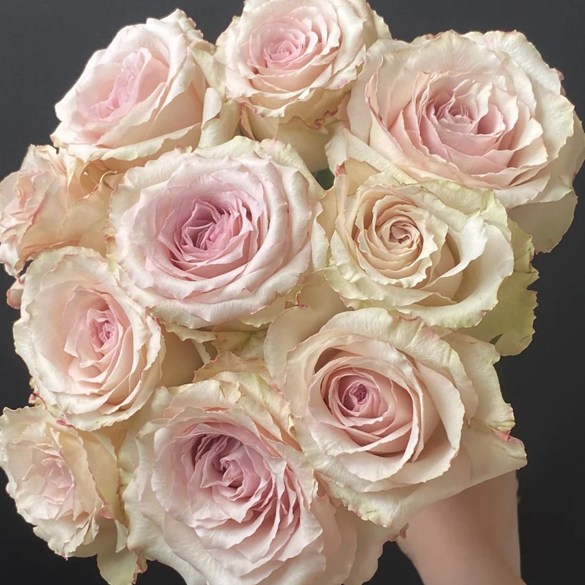 Dutch Florist Shrub Rose Inspired by Quicksand – Highgarden Roses
