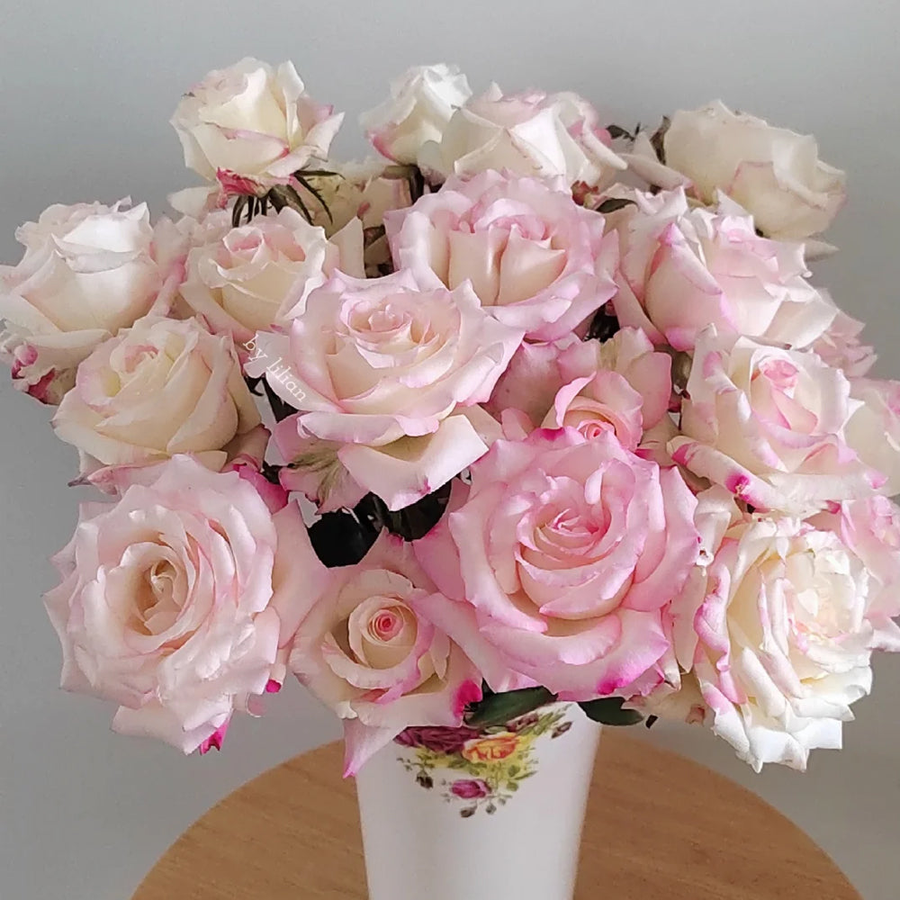 Rainbow Dress Florist Shrub Rose