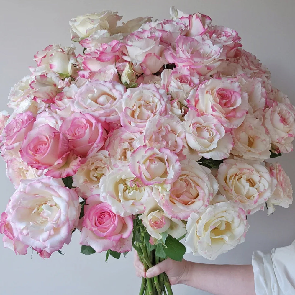 Rainbow Dress Florist Shrub Rose