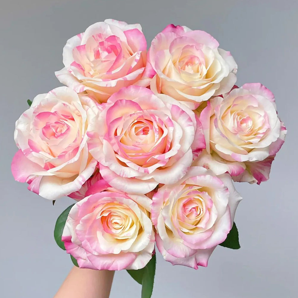 Rainbow Dress Florist Shrub Rose