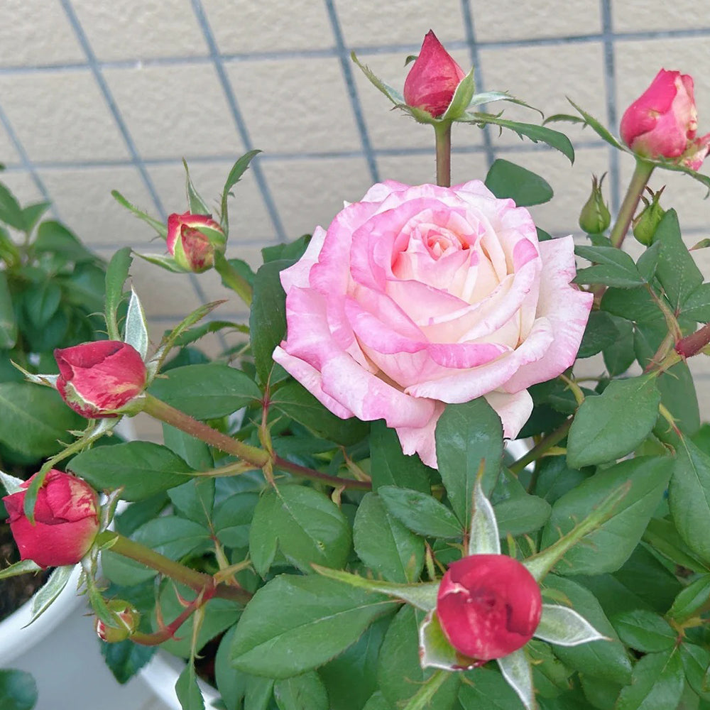 Rainbow Dress Florist Shrub Rose