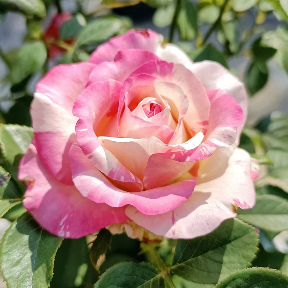 Rainbow Dress Florist Shrub Rose